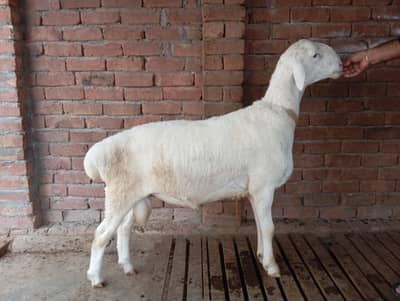 Turkey Dumba chaki Dumba chatra white