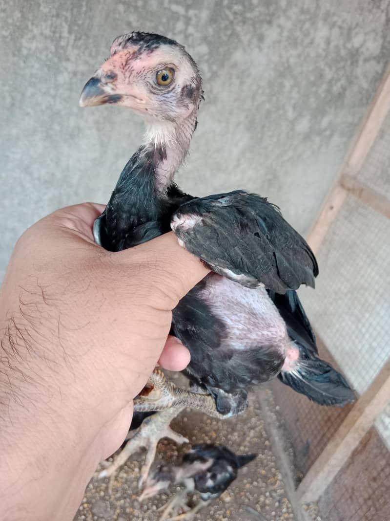 Pakoye Imported Chicks 0