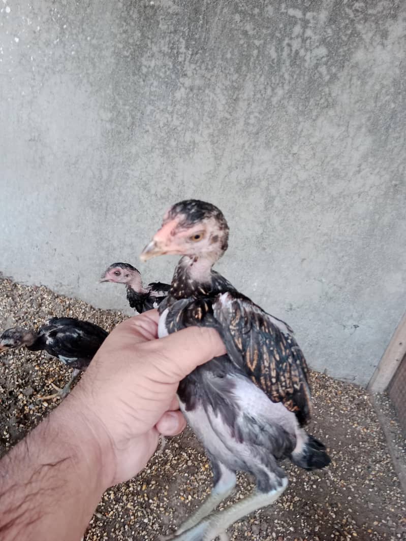 Pakoye Imported Chicks 2