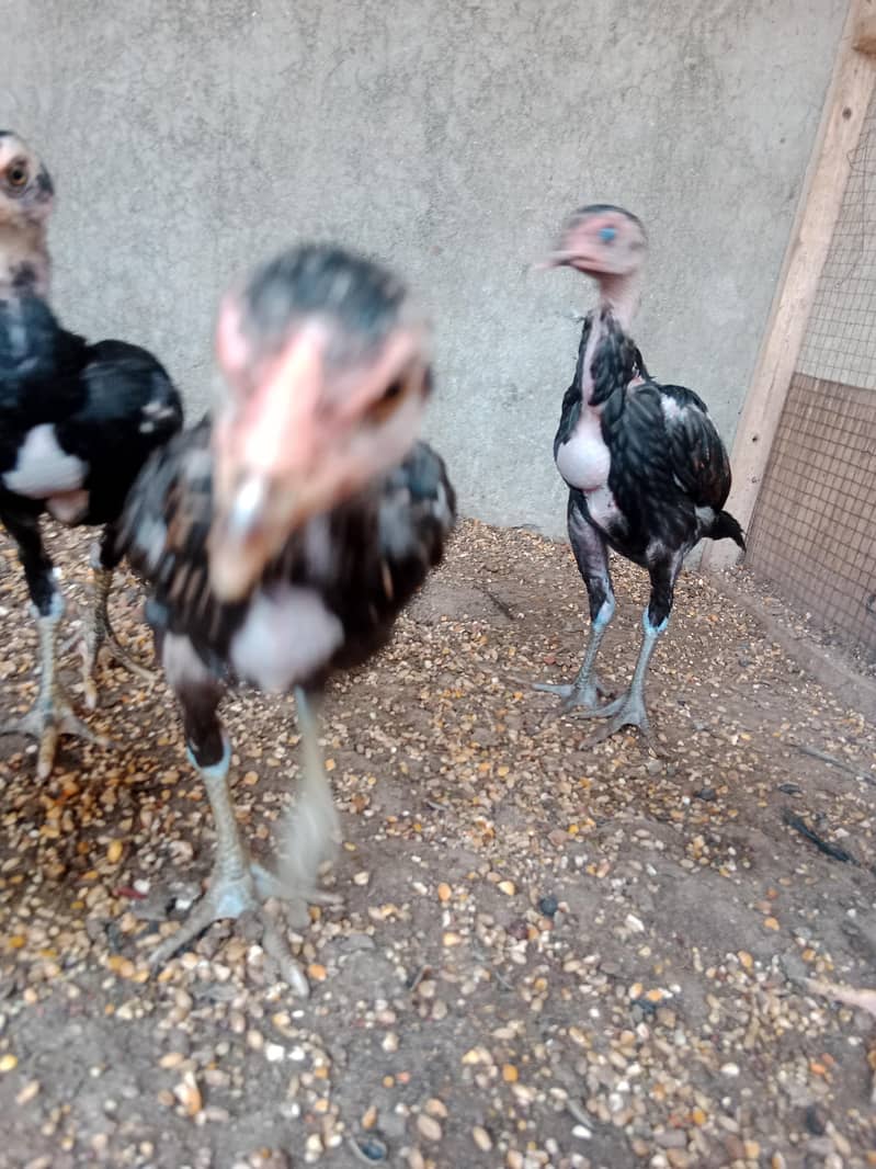 Pakoye Imported Chicks 3