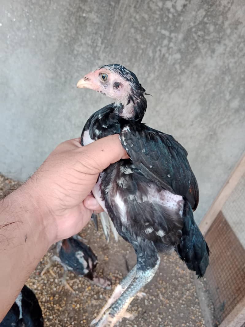 Pakoye Imported Chicks 4