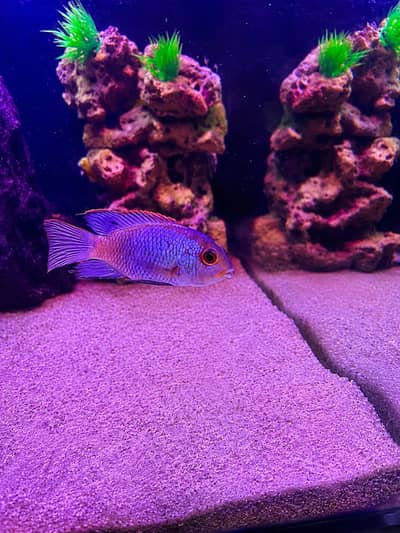 Beautifull fishis for sell