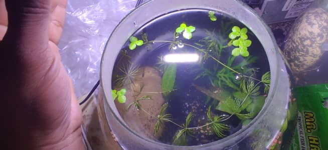 bowl aquarium