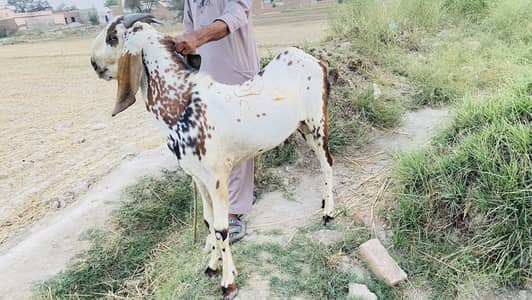 Healthy Bakra (2 dant)
