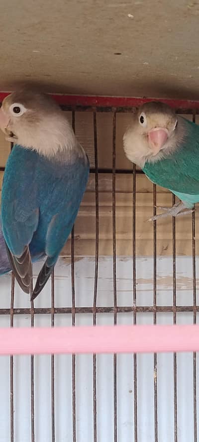 Beautiful Talking Parrot Pair For Sale 