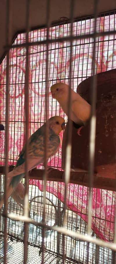 Pair of Cross Rainbow Male & Cream Red Eye Female