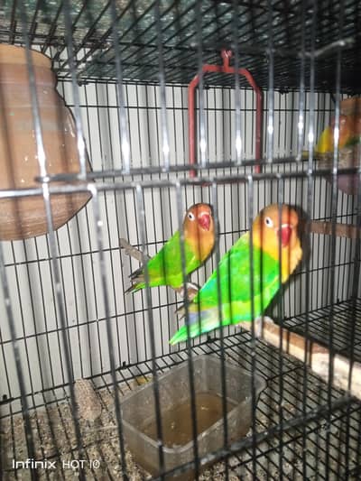 love birds