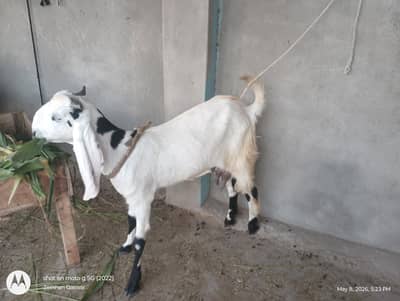 male and female goats for Eid on very good price