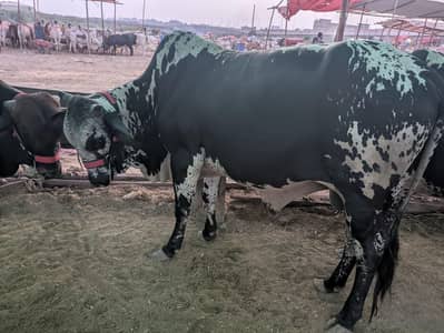 Cow for sale