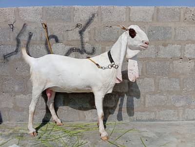 Healthy 6 Teeth Female Goat for Sale
