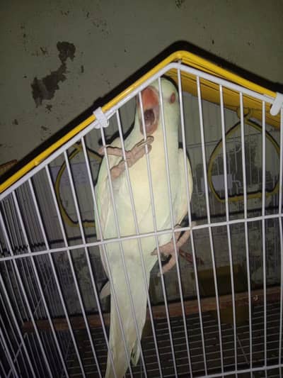 white ringneck