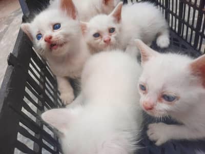 White semi persian kittens for sale