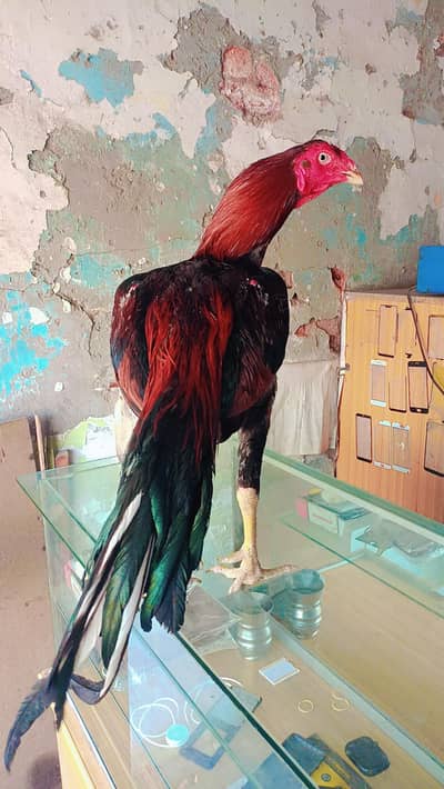 Aseel Indian Quilty Bird 