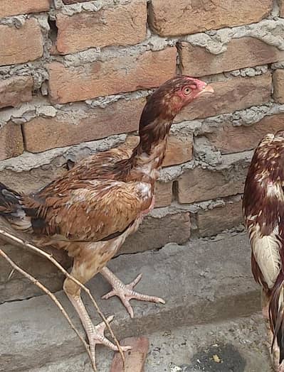 aseel hens for sale munsab raqam ma achi nasal