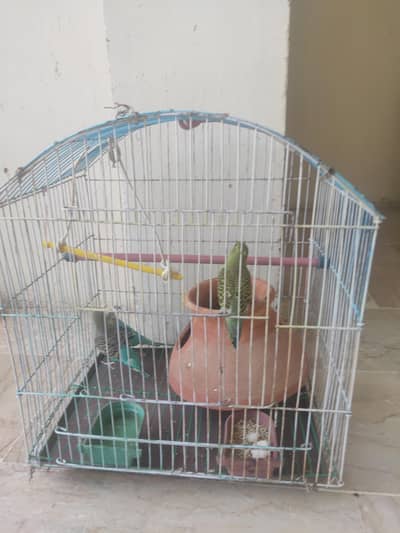 ​3 Healthy Budgies (Australian Parrots) with Big Cage & Nesting Pot