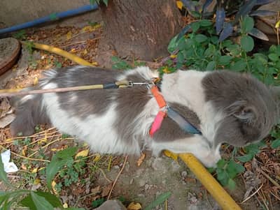 White & Grey 3-triple coat Persian