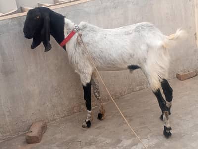 4 Dant khasi bakra for sell