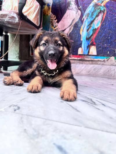 German shepherd puppy - female dog