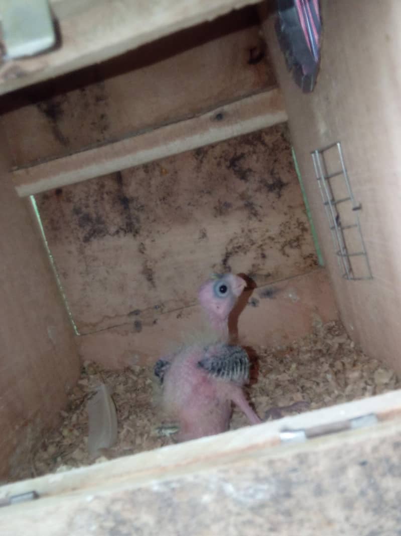 cooktail chick 0
