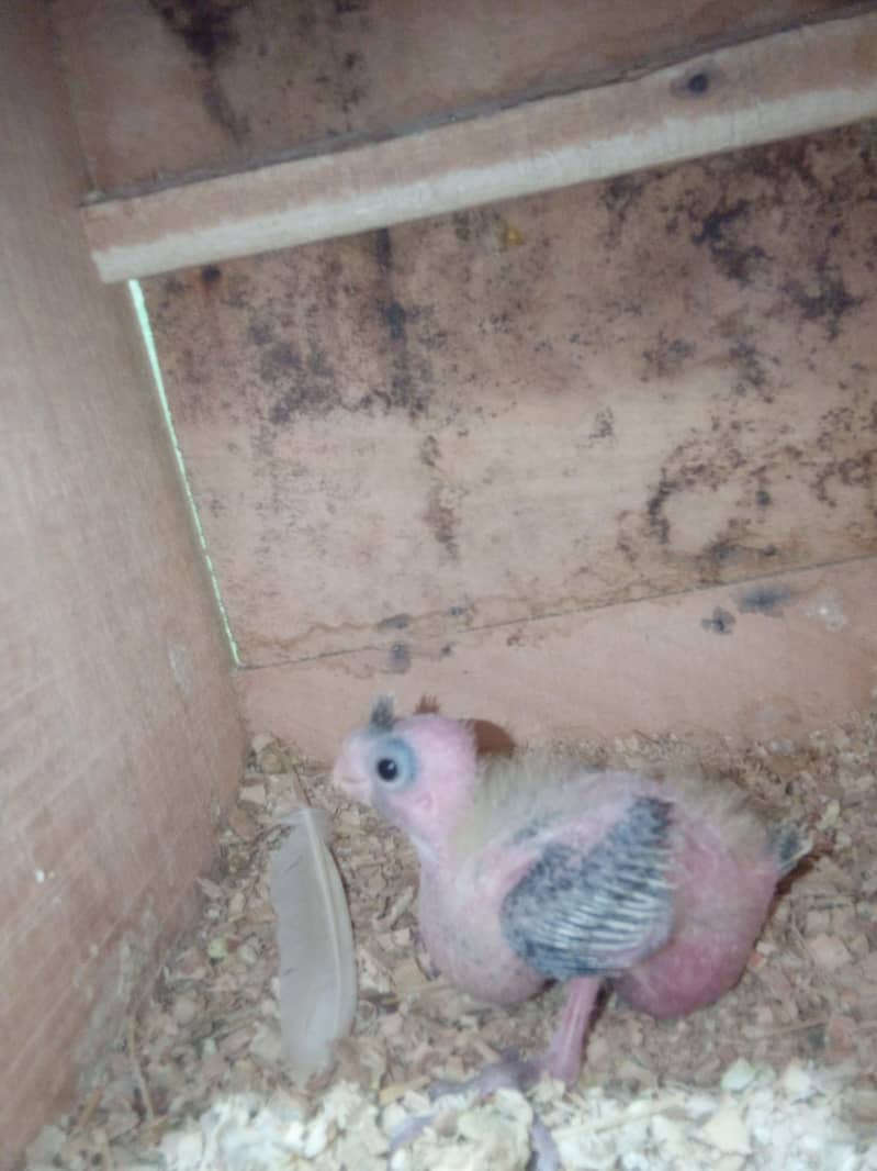 cooktail chick 1