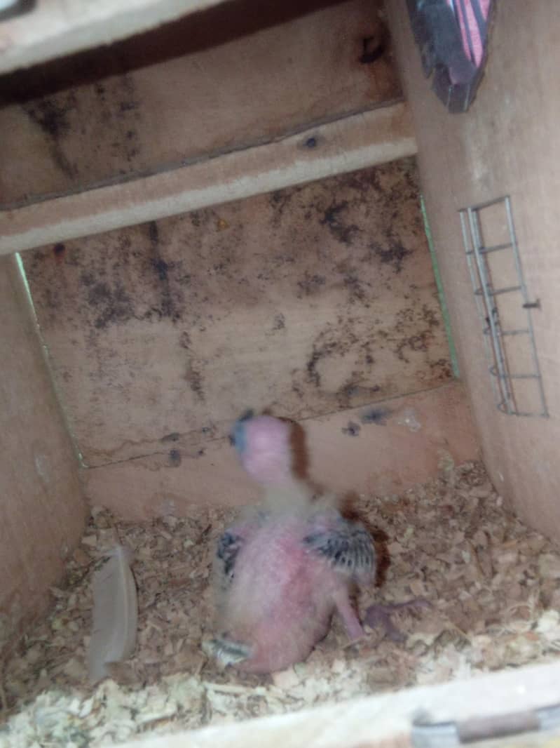 cooktail chick 2