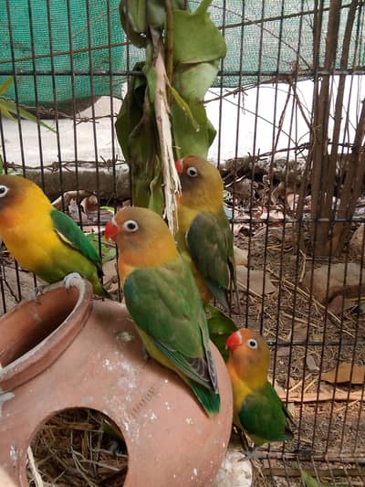 lovebirds chicks
