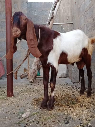 Bakry For Sale