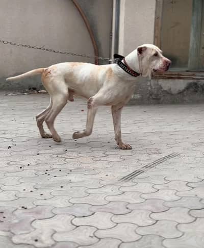 EXTREMELY HIGH QUALITY GULLDONG BULLY FOR STUD