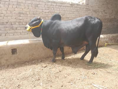 black bull