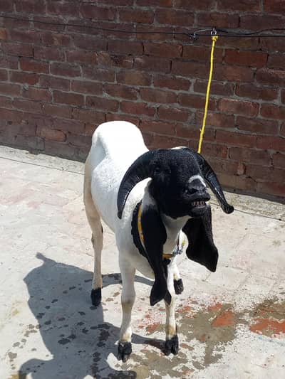 qurbani chtra