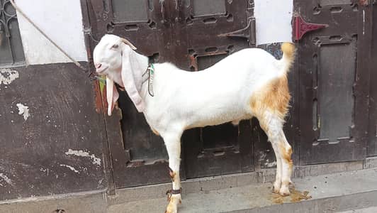 2no bakry dondy hai. . . . white 170 red 135