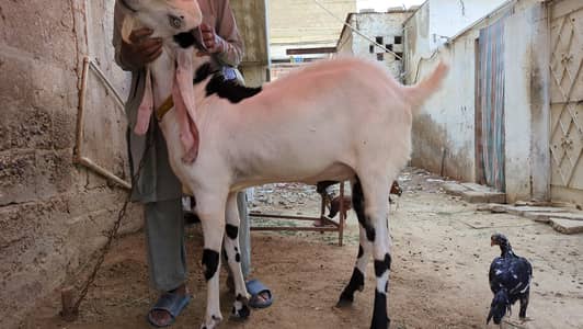 Beetal bakra