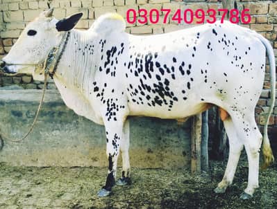 dondy Vichy for sale