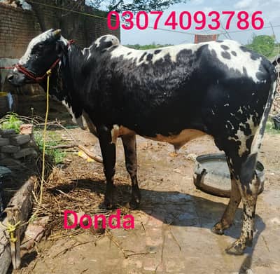 dondy Vichy for sale