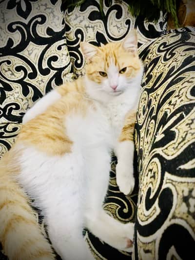 Persian cat for sale