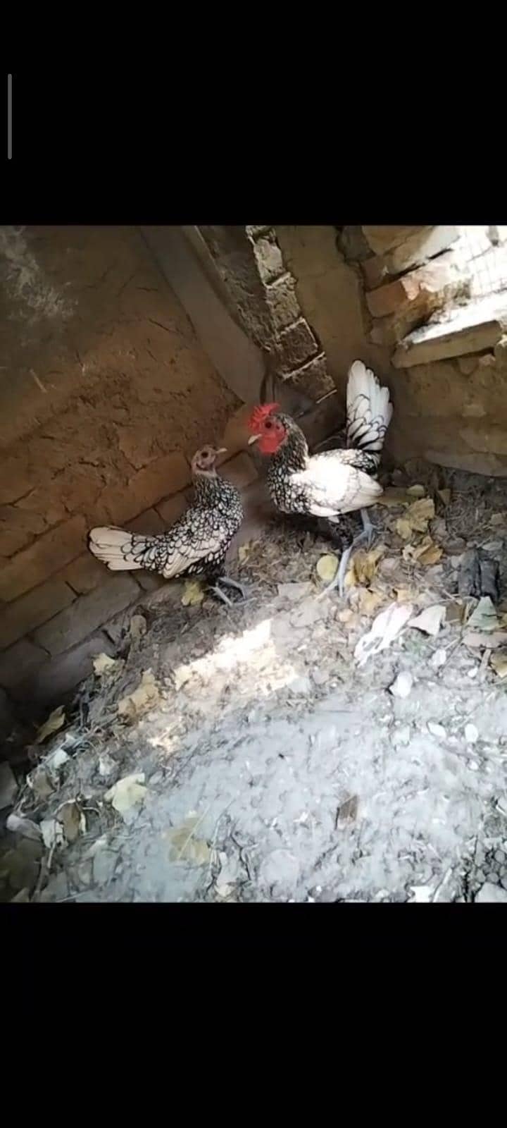 top quality breeder 1