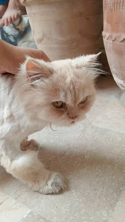 healthy and active female punch face persian