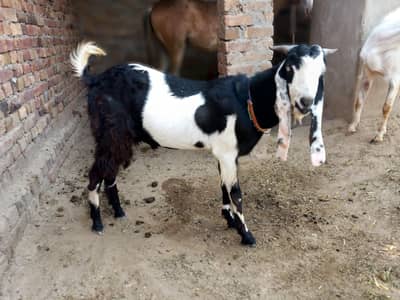 Bakra For Sale | Healthy | Heavy Weight | Gojra
