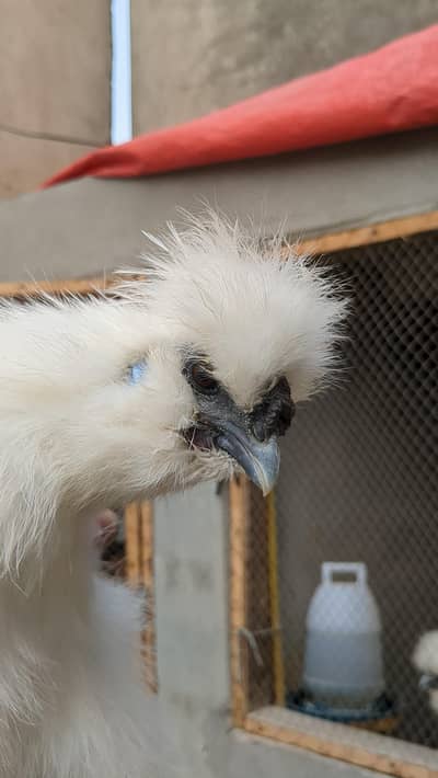 Silkie Pair for sale
