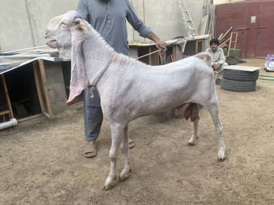 Gulabi Goat for Sale – Eid ul Adha Special 