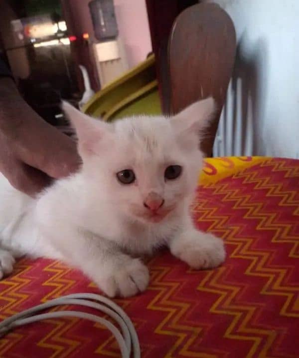 Persian kittens 0