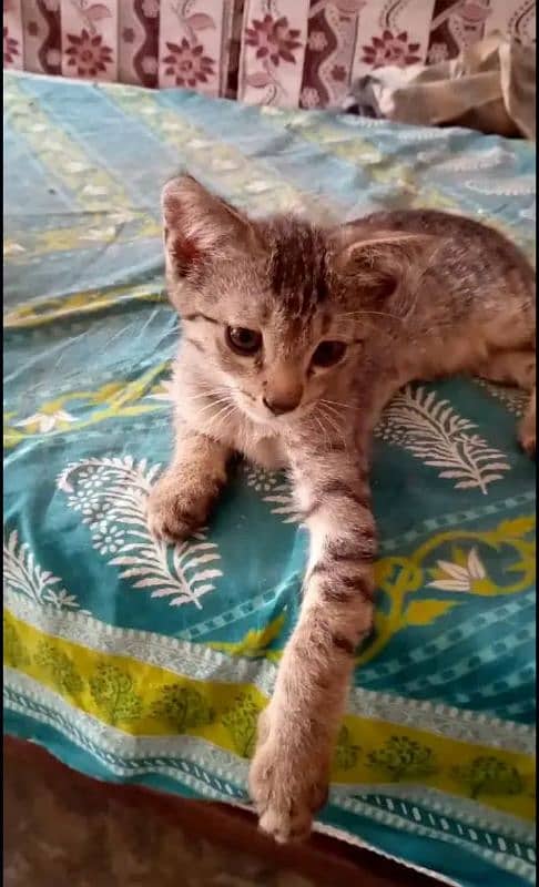Persian kittens 1