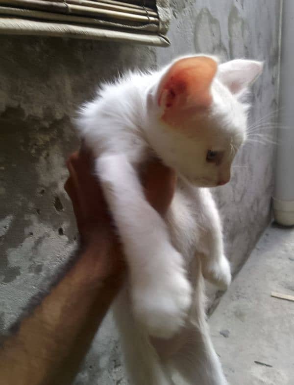 Persian kittens 2