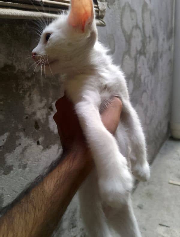 Persian kittens 3