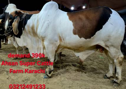 Qurbani Janwar | Bull | Cow | Ab qurbani sabkay liye asaan