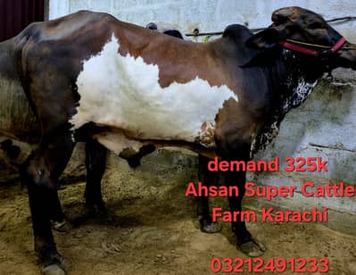 Qurbani Janwar | Bull | Cow | Ab qurbani sabkay liye asaan