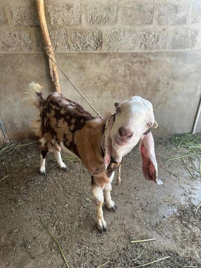 Do dant andu pateri gulabi cross bakra