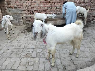 Donda & Non Khasi Bakra For Sale | For Qurbani