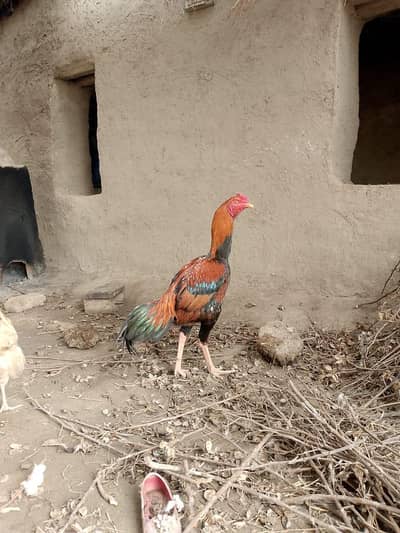 Aseel Sindhi patha