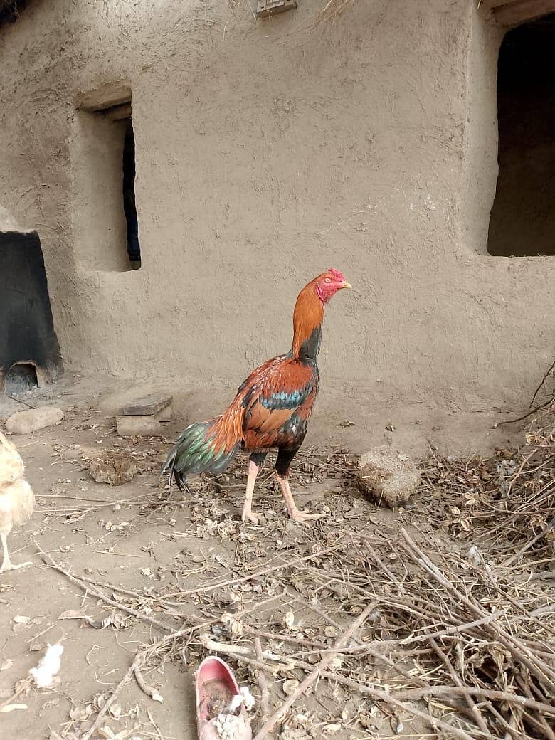 Aseel Sindhi patha 0